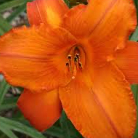 VINTAGE Women’s Mauna Kea Beach Hotel Maxi Dress - Picture 10 of 10